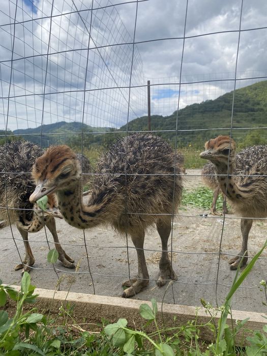 Pui de struti la 30 de zile