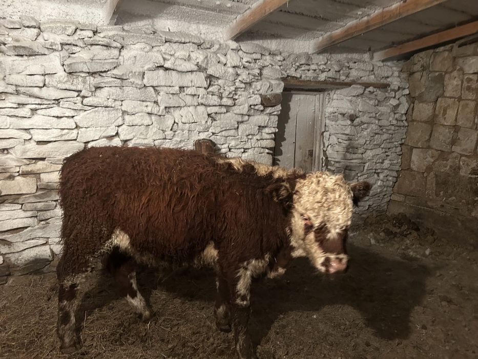 Продам бычков откорм