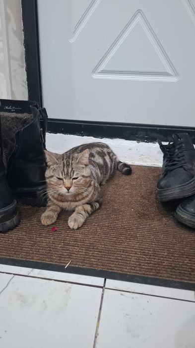 Отдам в хорошие руки