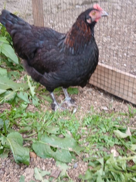 Fam. Marans 2026