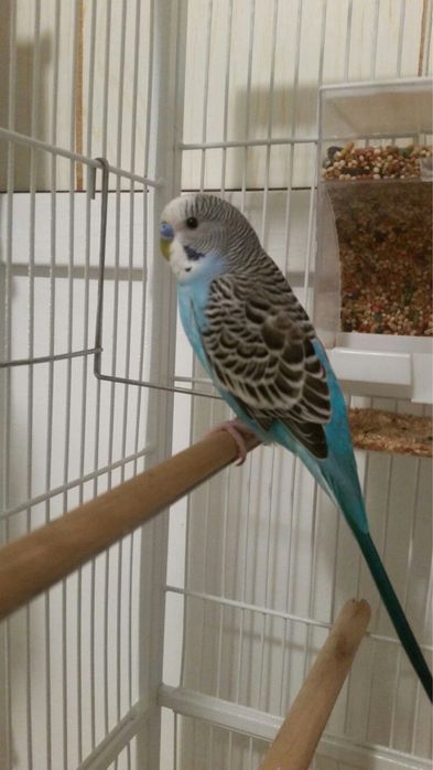 Волнистые папугай