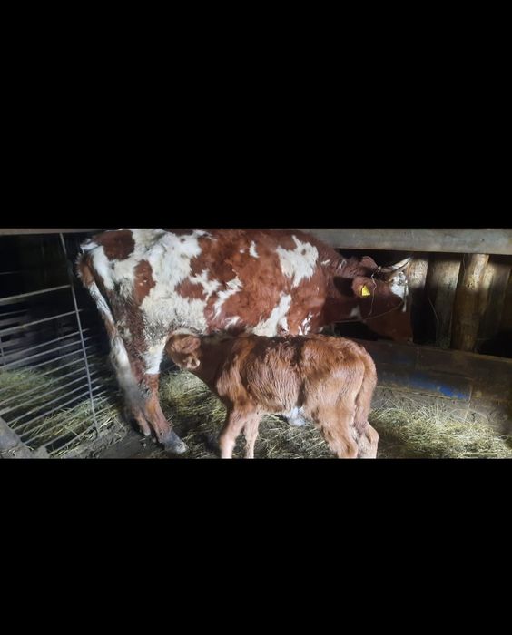 Продам корову с теленком