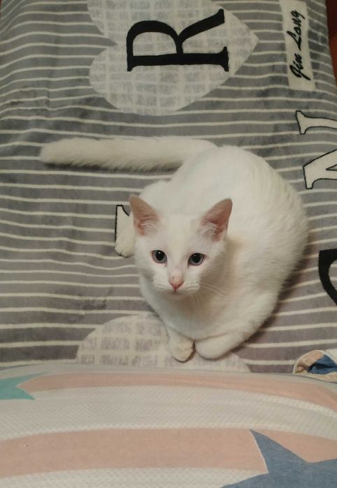 Отдам даром кошку