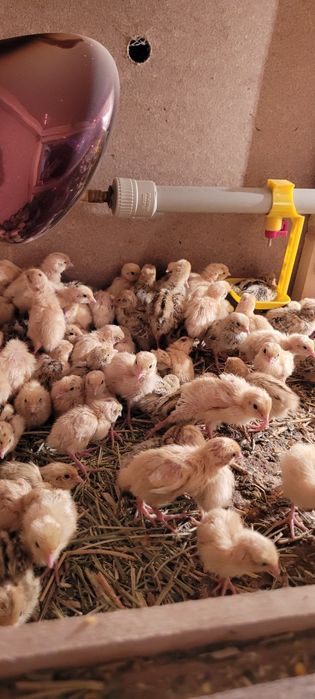 Бөдене техас манжур