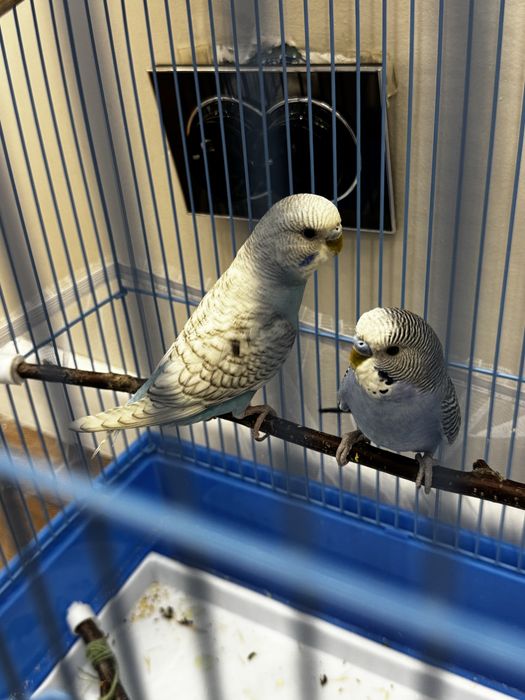 Попугай маленькие тоша и коша