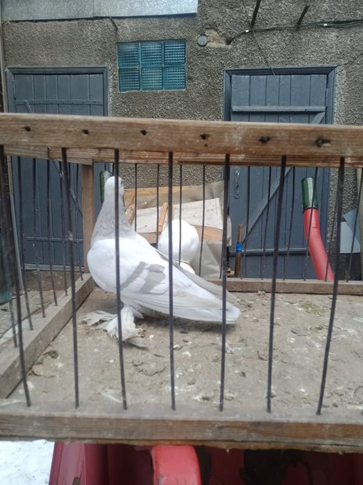 Продам голубей.   .