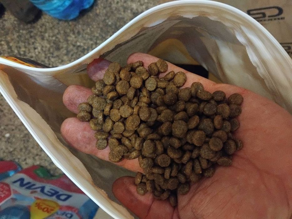 Качествена храна за котки