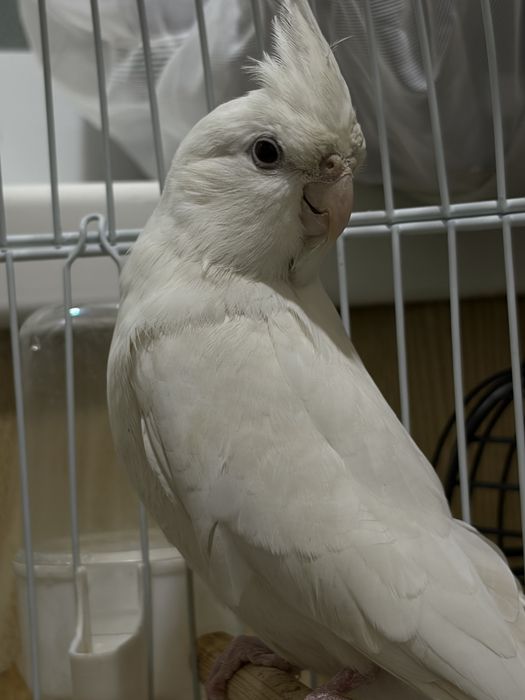 Корелла  попугай параси