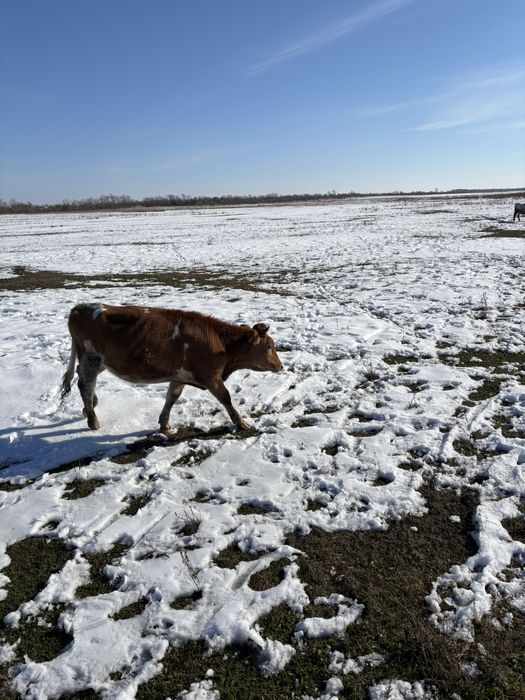 Продам телку