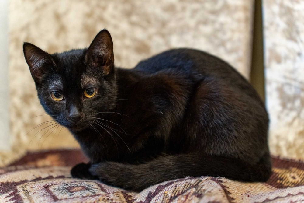 Котёнок девочка 7 месяцев.