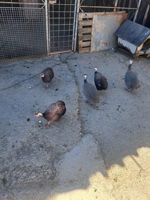 Familie de bibilici