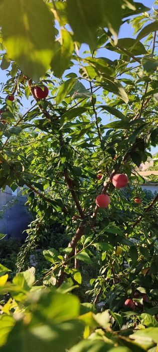 Обмен дома на квартиру - Дома Балыкши на Olx