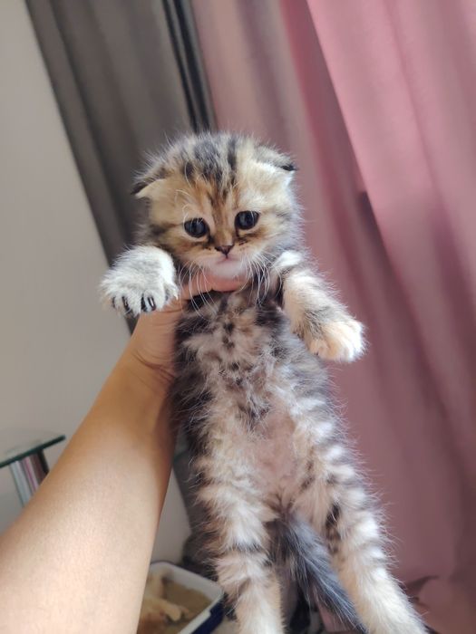 Срочно продаются котята скотиш фонд и скотиш страйт