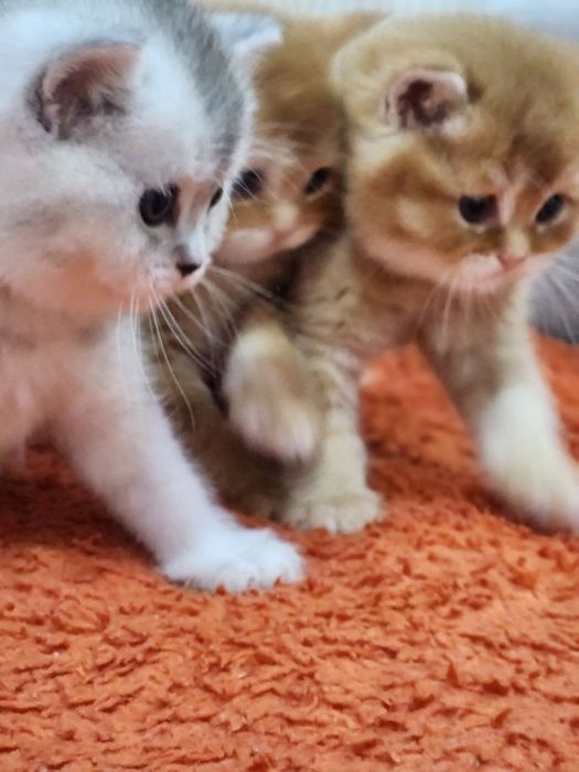 Продаются котята породы скотиш страйт