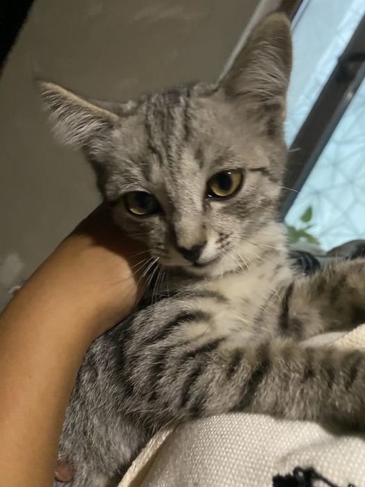 Отдам котёнок добрые руки,играет