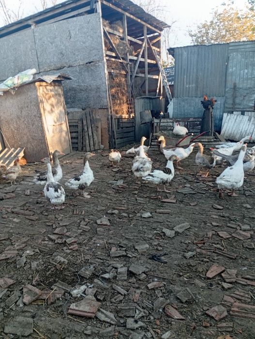 Gâște de vânzare