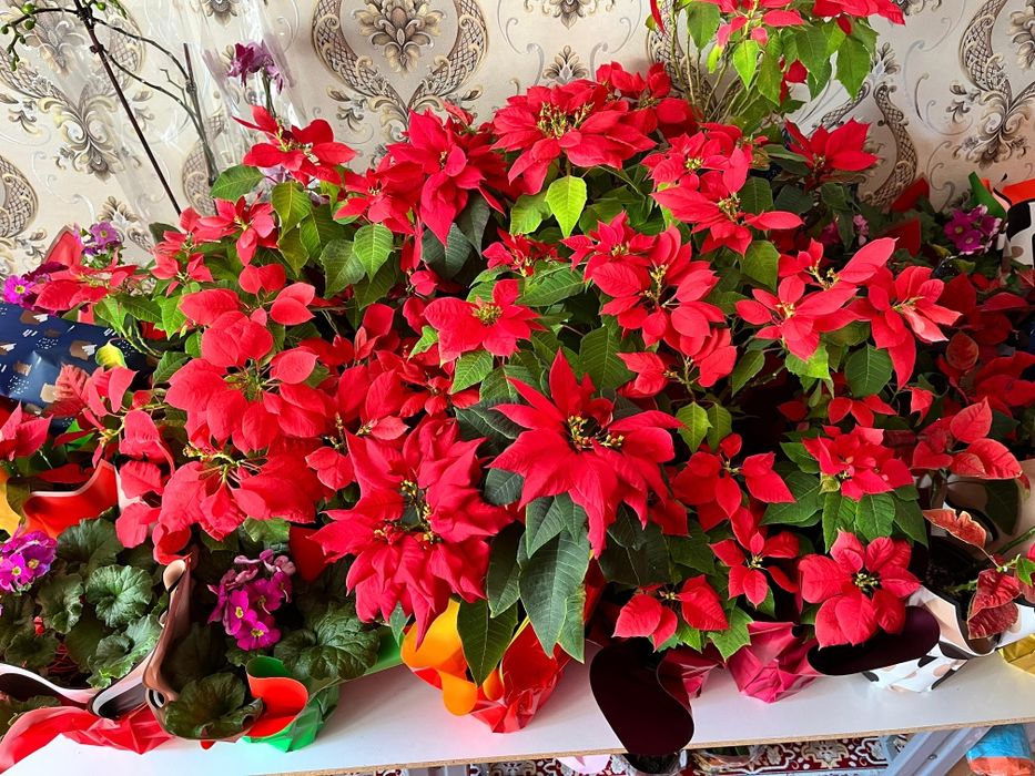 Продаются комнатные цветы