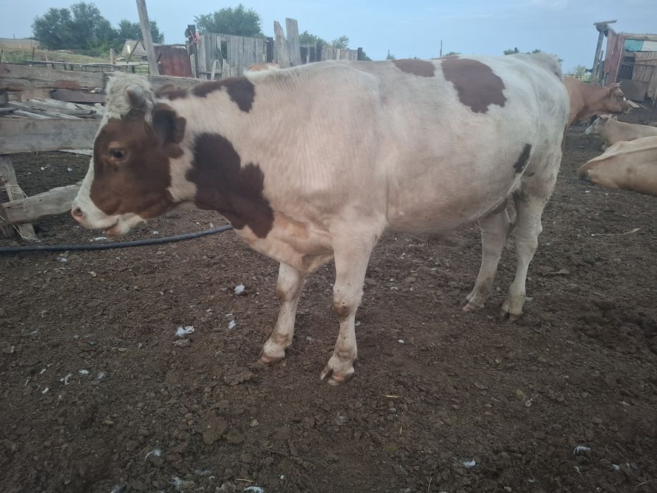 Бұқа сатылады 1,5 жас