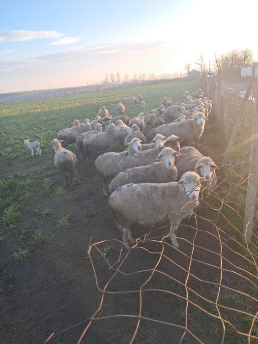 Vând oi Ulmu Braila