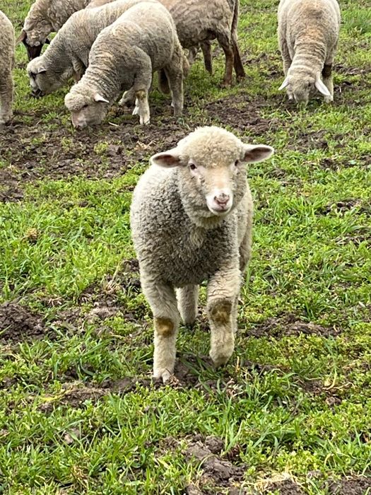 Vând miei de Paște ,negociabil