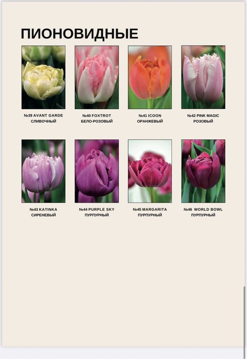 Тюльпаны пиновидные тюльпаны