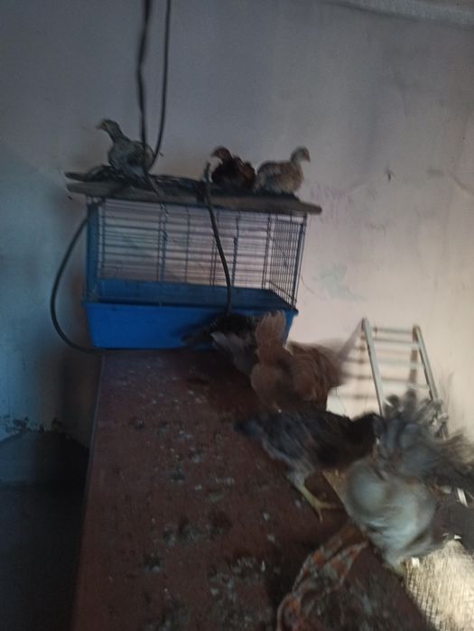 Продам цеплят, домашних кур.