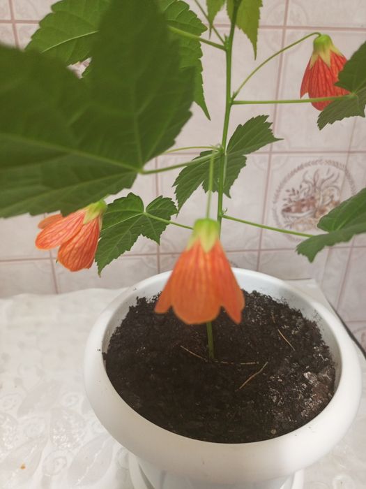 Абутилон Красный