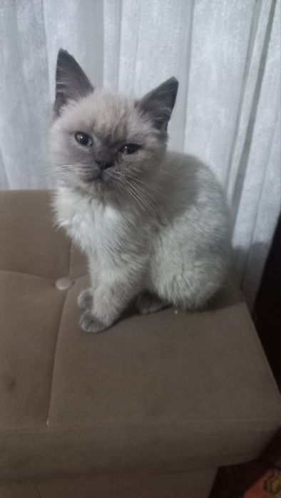 Mushukchalar sotiladi