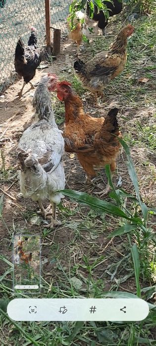 Продам домашних кур