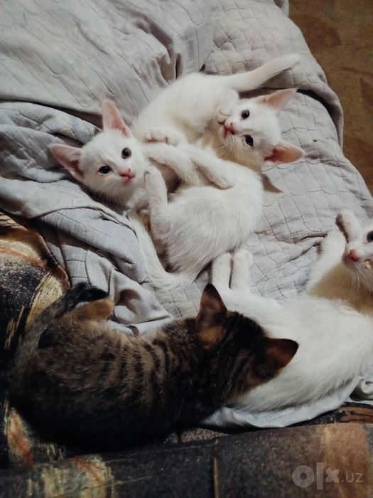 Котята наполовину вислоушки