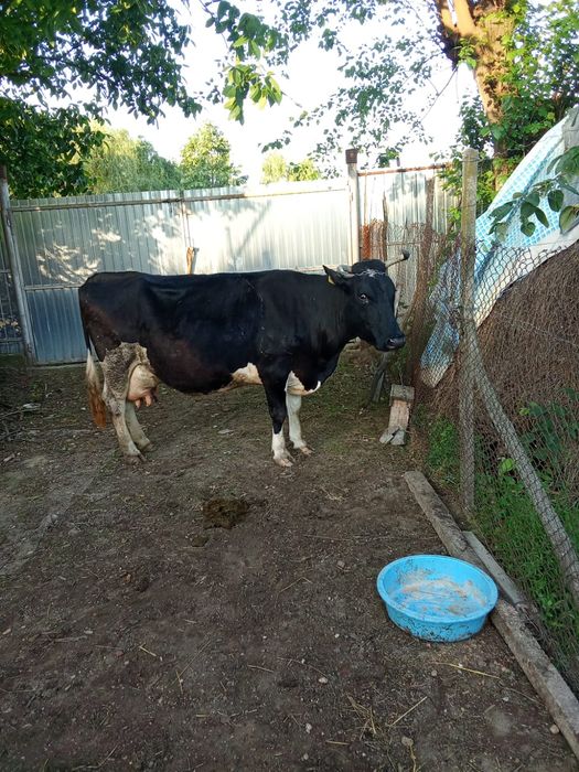Vand vaca gestantă montată
