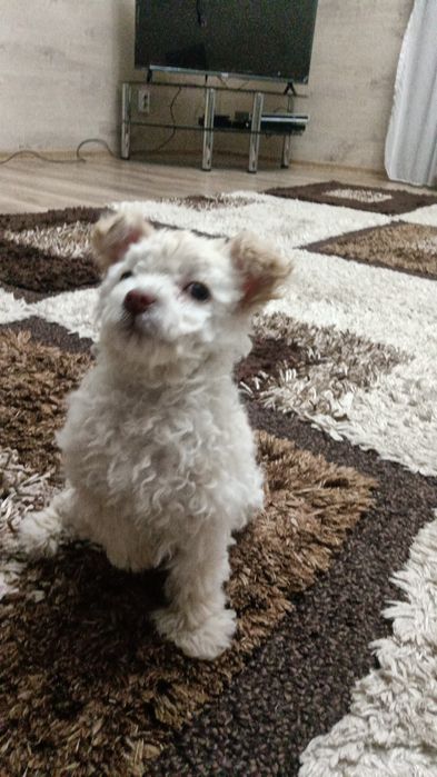 Щенок пудель микс