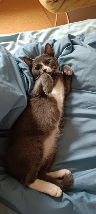 Отдам котенка девочку 3-4 месяца, серая