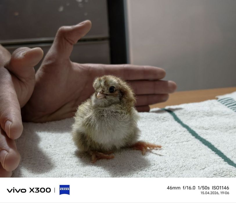 Суточные цыплята