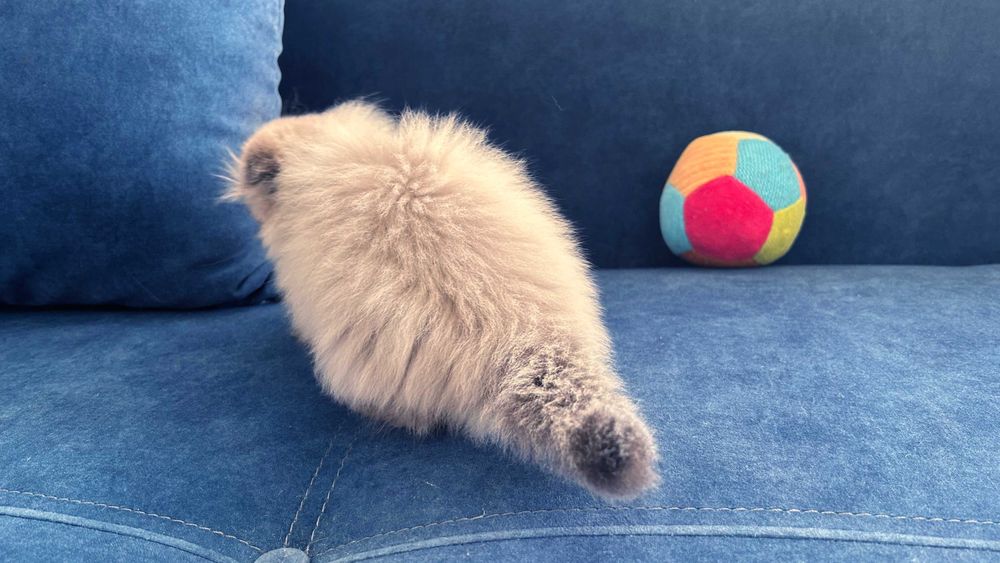 Pisicuță Scottish Fold Loghair, Chocolate-point de cea mai înaltă calitate. Pedigree. 2 luni