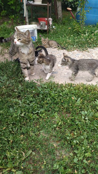 Котята домашние .
