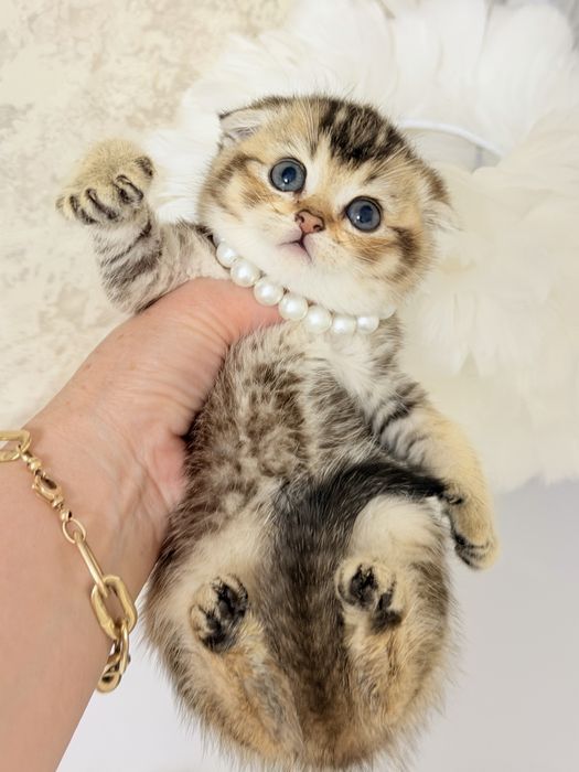 Котята чистокровные