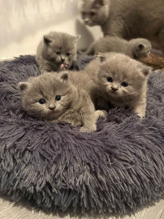 British shorthair blue