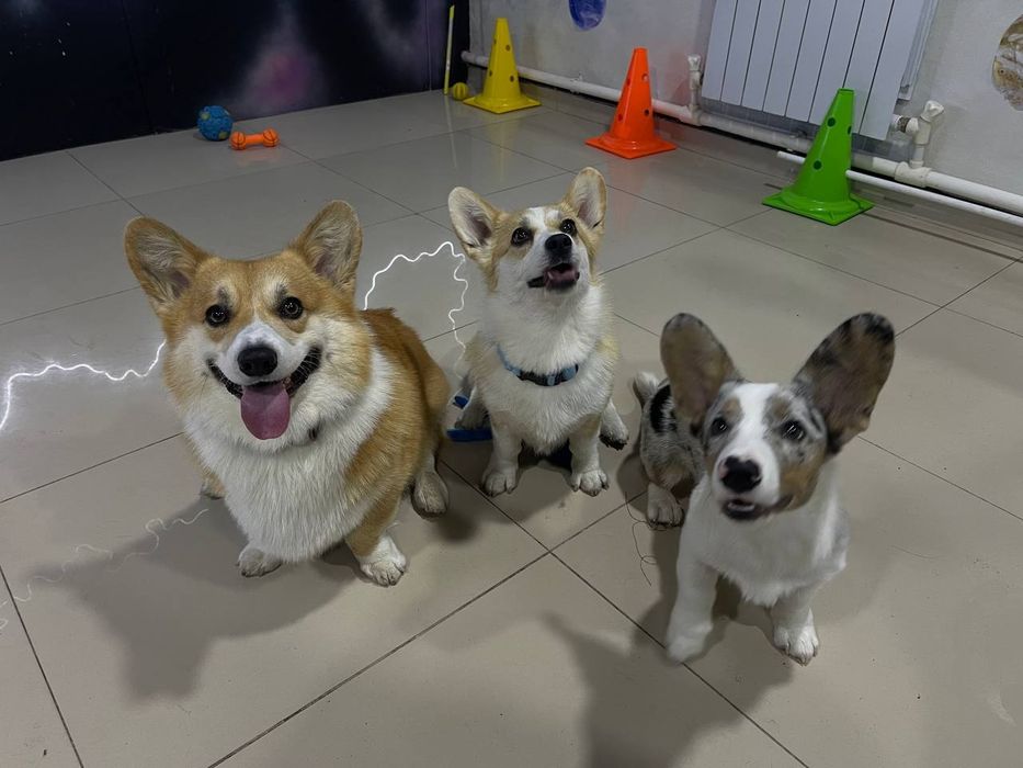 Дрессировка собак- Зоогостиница