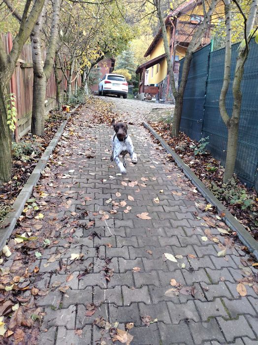 Petsitter caini pisici