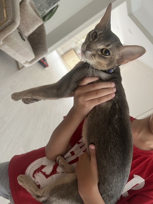 Аббисинская кошка