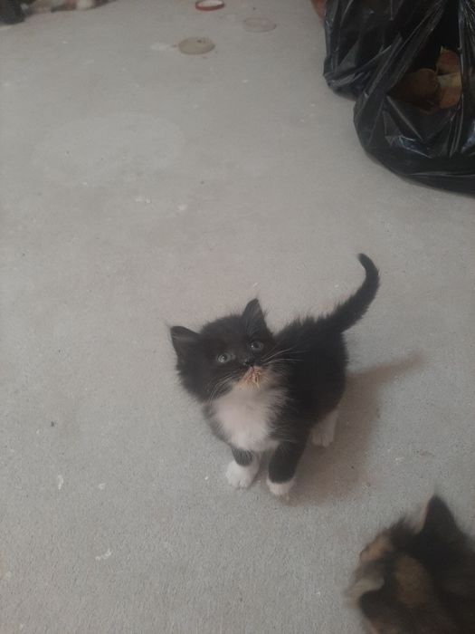 котята домашние...