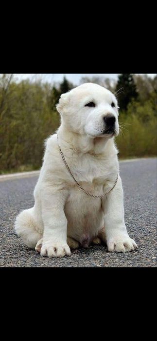 Отдам кабеля Алабай крупного для охраны