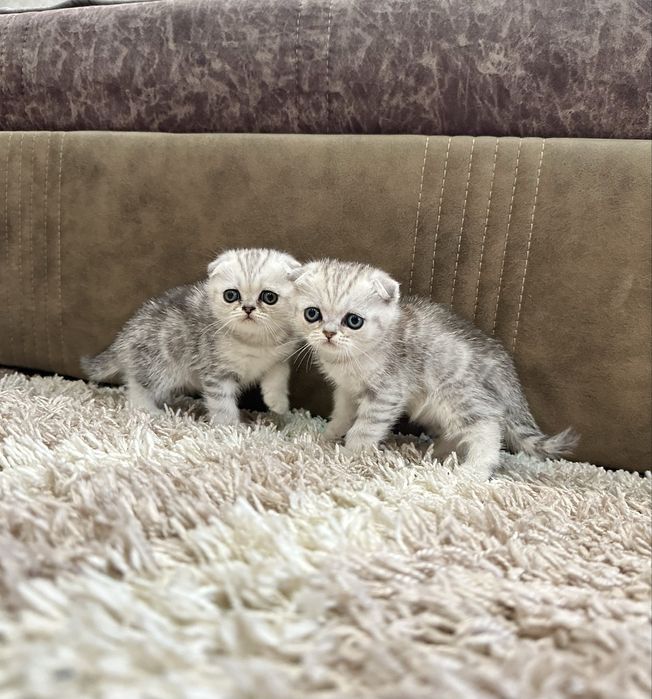 Котята шотландские вислоухие