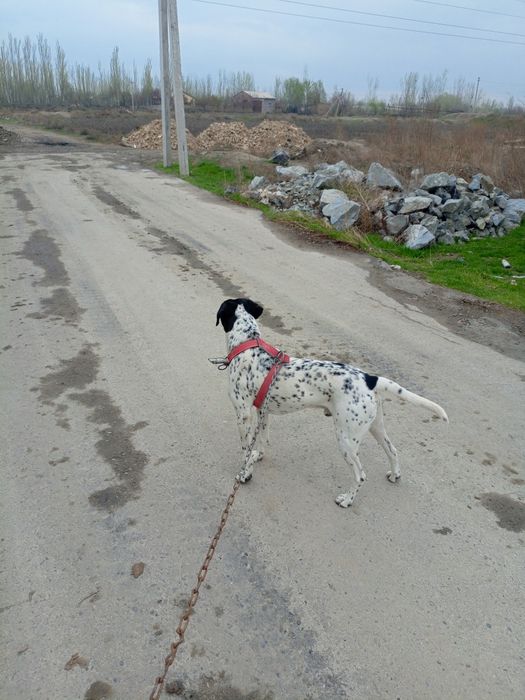 Далматин  зоти Тоззаси