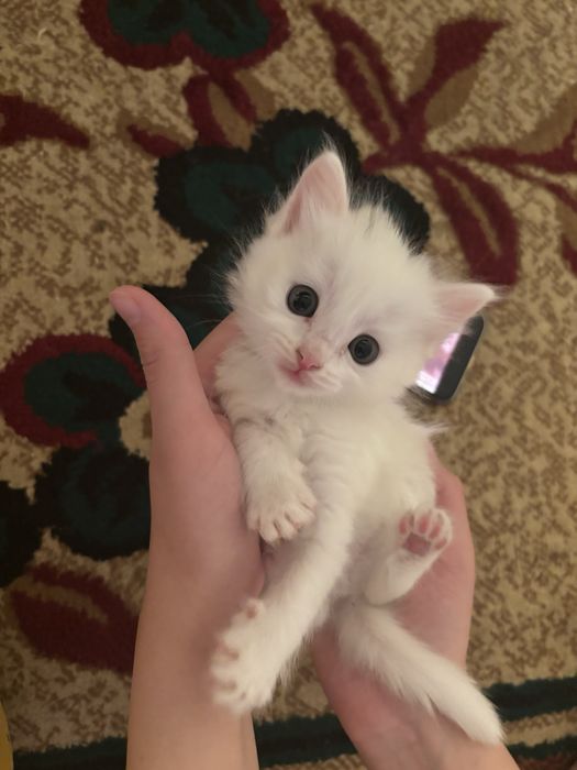 Отдам в добрые руки котят