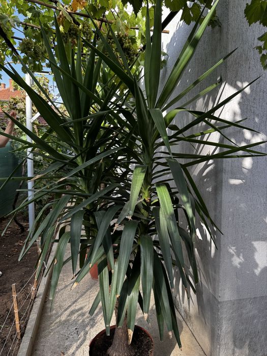 Палми Юка в саксия