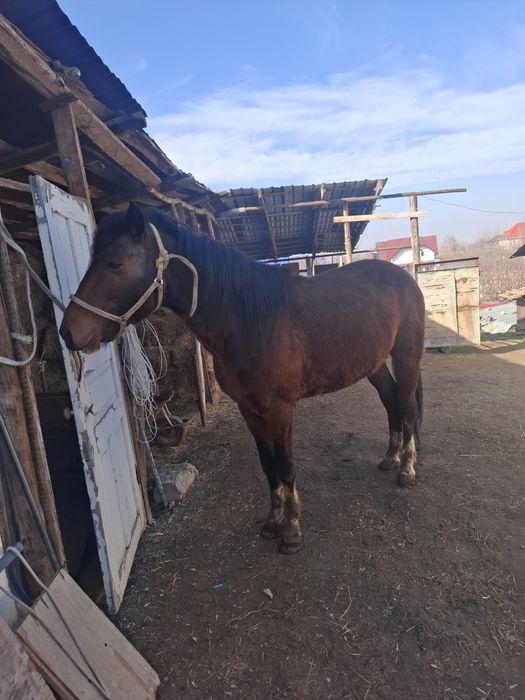 Продам жеребеца 6 лет