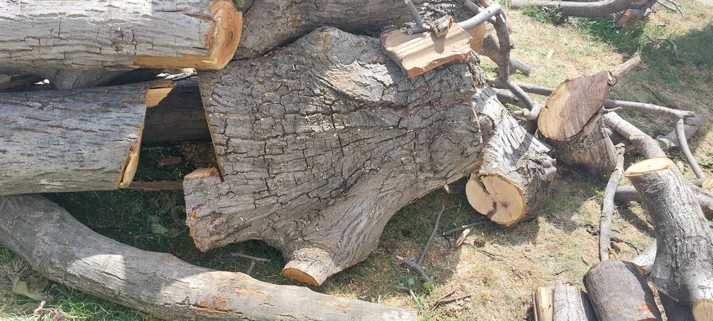 Орехов материал на трупи