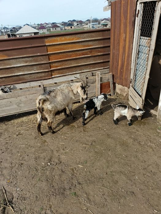 Сүтті ешкі лағымен